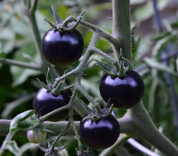 Variet di pomodoro nero