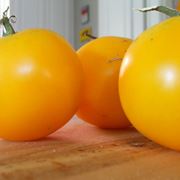 pomodoro giallo