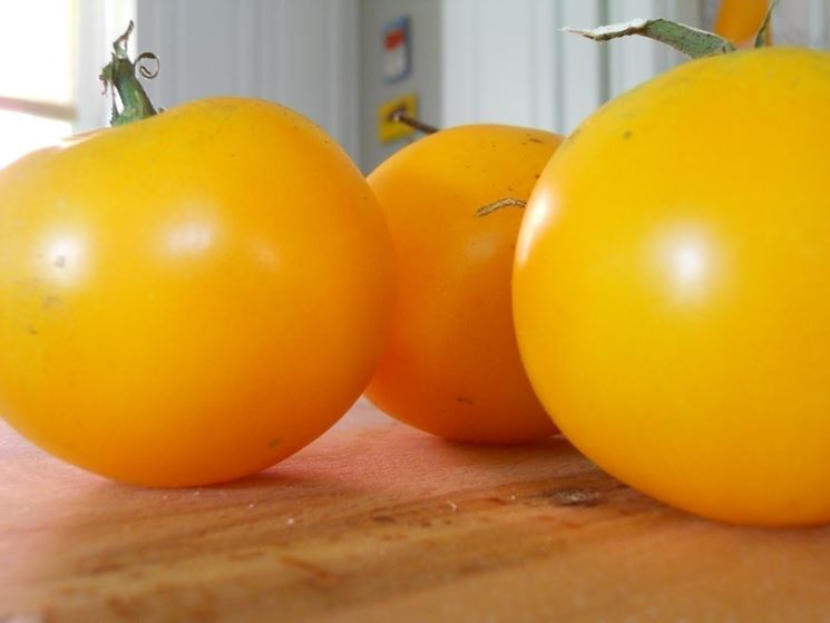 pomodoro giallo