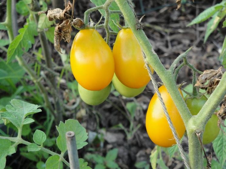 pomodori gialli