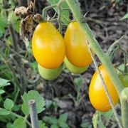 pomodoro giallo