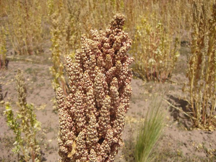 Quinoa