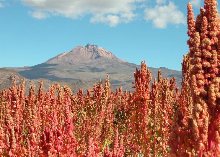 coltivazione quinoa