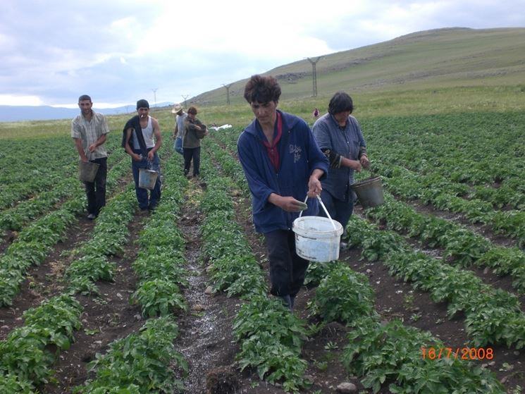 Fertilizzazione delle patate