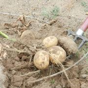 come si seminano le patate