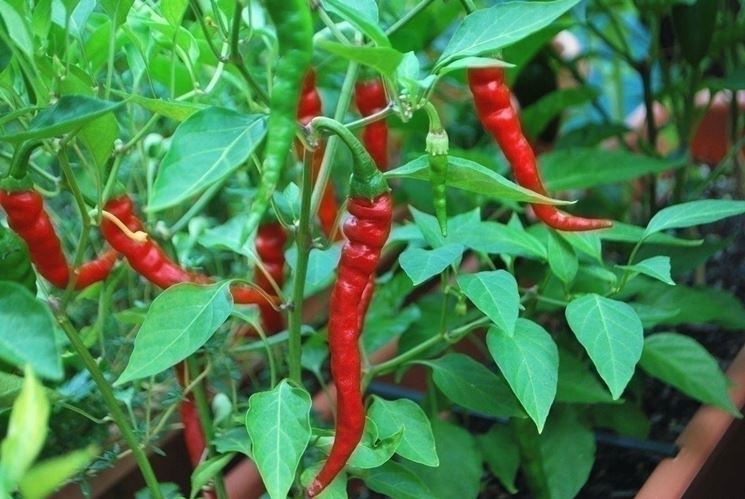 Esempio di pianta di peperoncino Cayenne