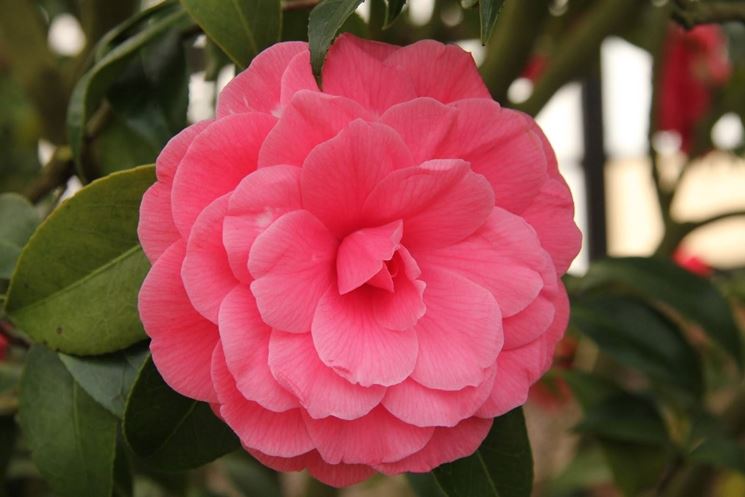 camelia