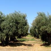 alberi di ulivo