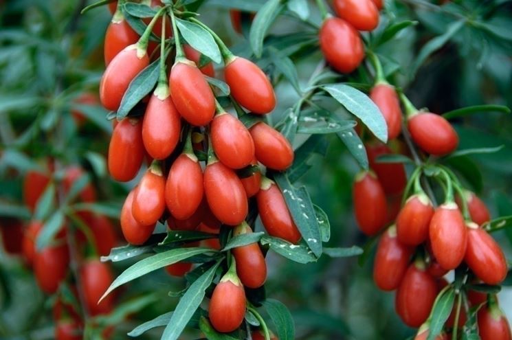 Il frutto delle meraviglie: i semi di goji