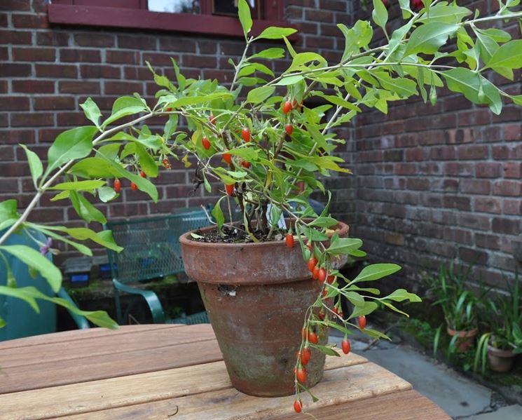 I semi di goji si possono coltivare anche in casa