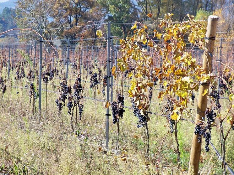 Grappoli d'uva sulla pianta in autunno