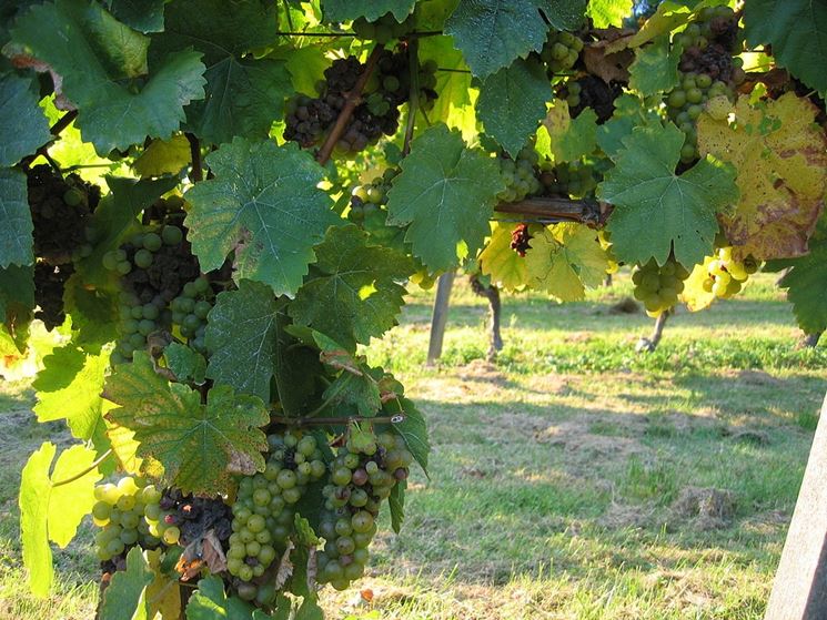 Grappoli di Muscat attaccati da Botrytis cinerea