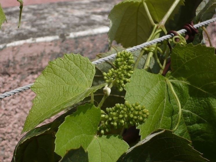 Infiorescenza di Vitis vinifera