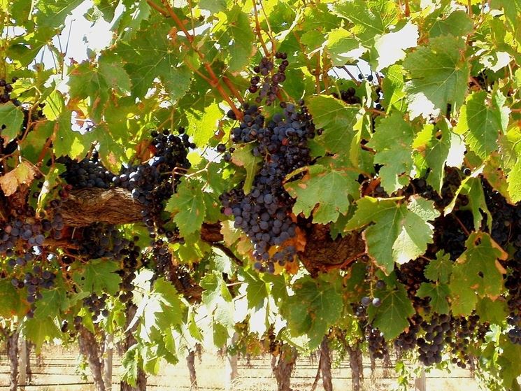 Grappoli di uva nera con elevato grado di maturazione