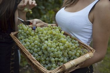 uva raccolta per la vendemmia