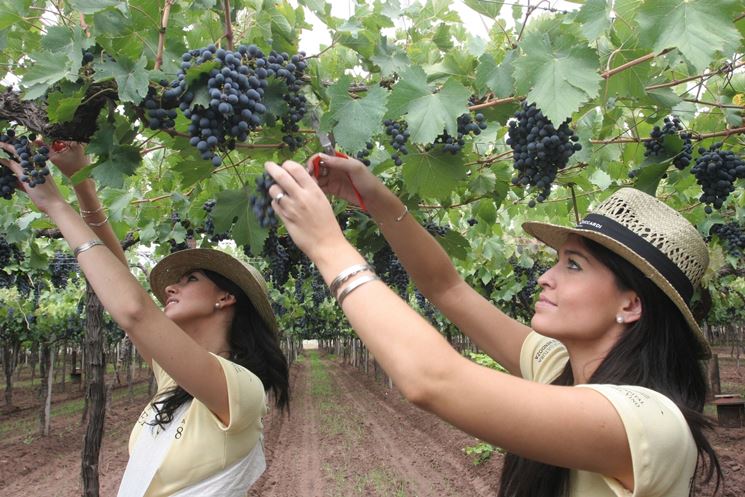 Raccolta di uva sangiovese