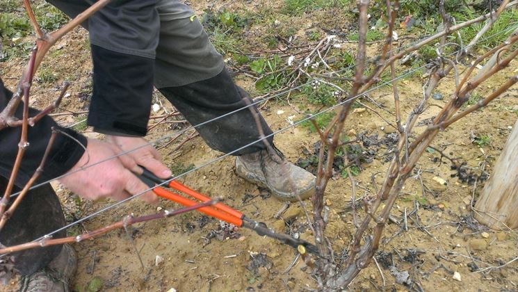 Potatura uva di formazione