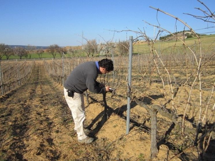 Il potatore di uva