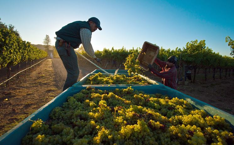 Attivit di vendemmia