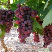 Grappoli di uva cardinal pronti per la raccolta