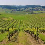 Vigneti nella regione dello Champagne