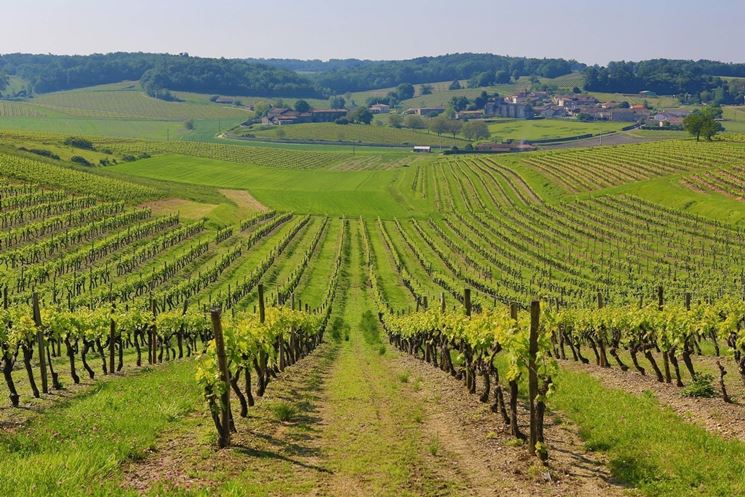 Vigneti nella regione dello Champagne