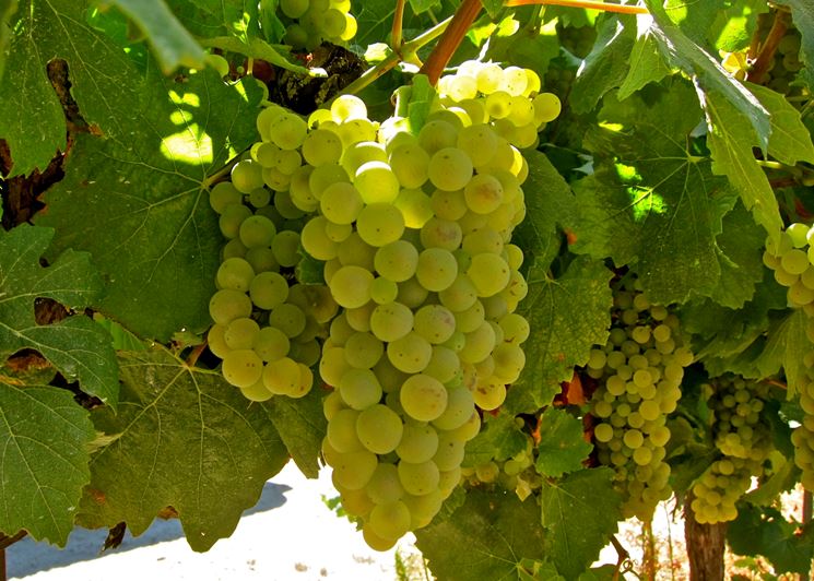 Bellissimo grappolo di uva Chardonnay