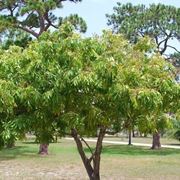 Albero di Litchi