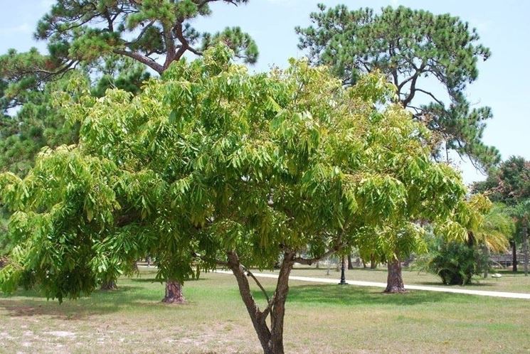 Albero di Litchi