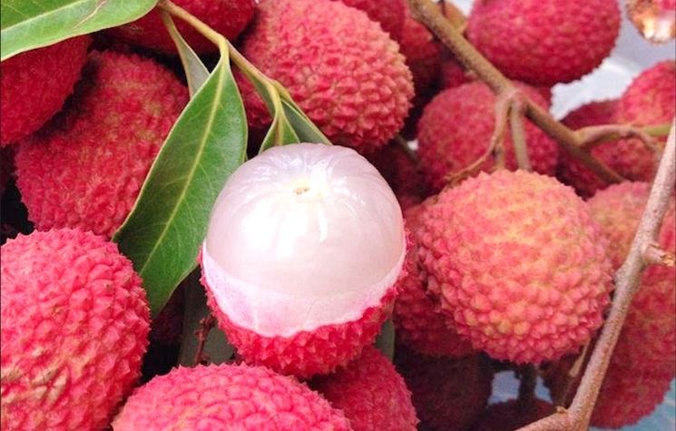 Litchi frutti