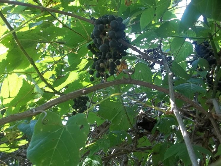 Particolare dei grappoli di uva fragola nera