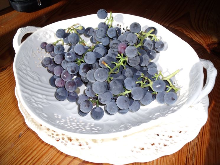 Uva fragola raccolta dalla pianta