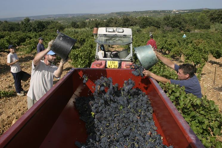 giornata dedicata alla vendemmia