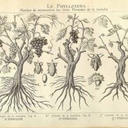 Disegno botanico di Vitis Vinifera