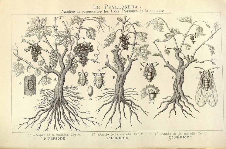 Disegno botanico di Vitis Vinifera