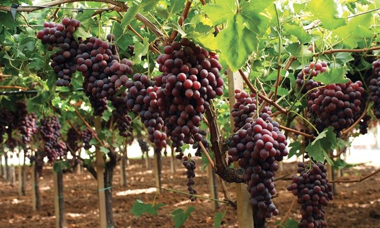 Grappoli di Uva Mazzarrone variet nera