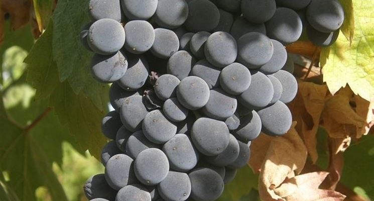 Grappolo di uva Montepulciano