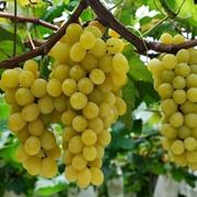 uva Moscato grappoli
