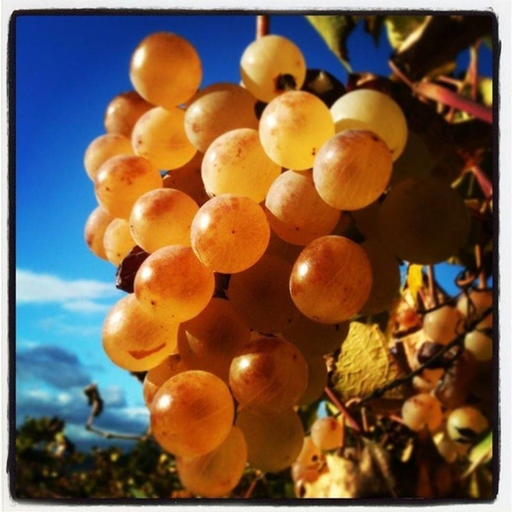 Moscato d'Alessandria o Zibibbo