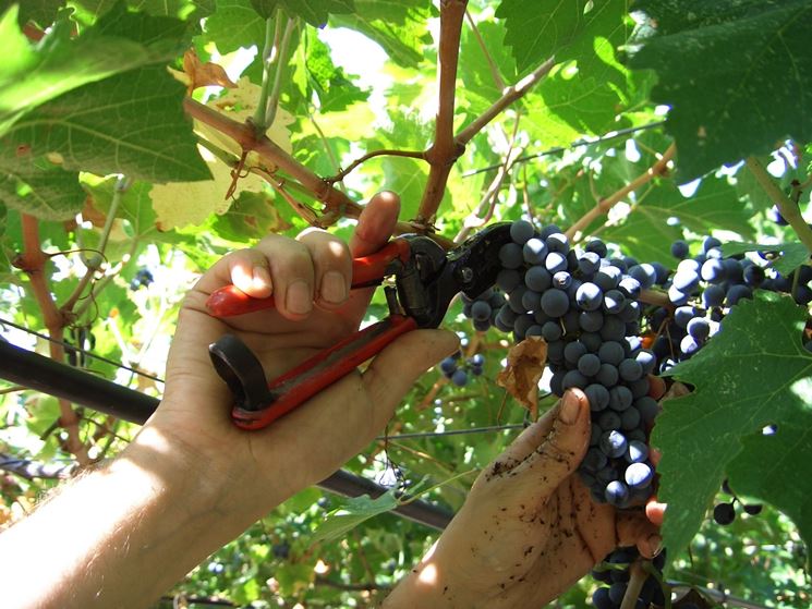 Vendemmia eseguita manualmente.