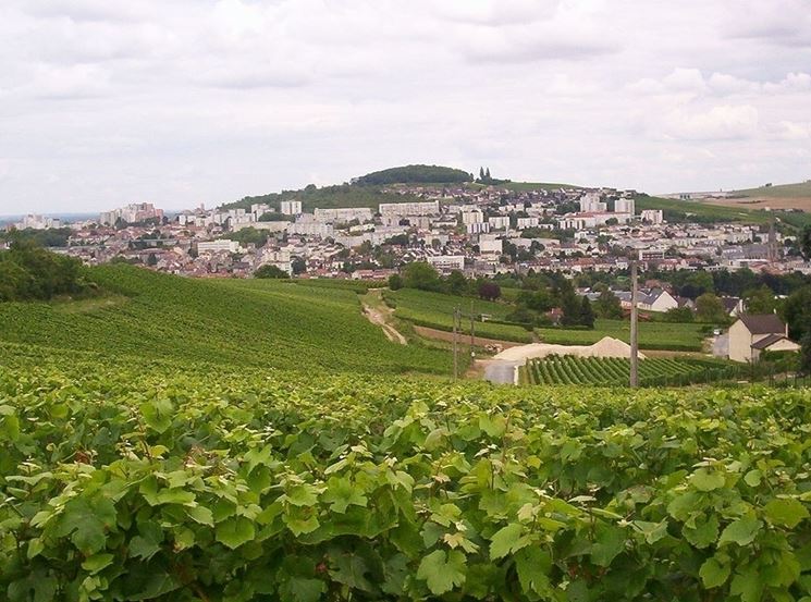 Spettacolari vigneti ad pernay