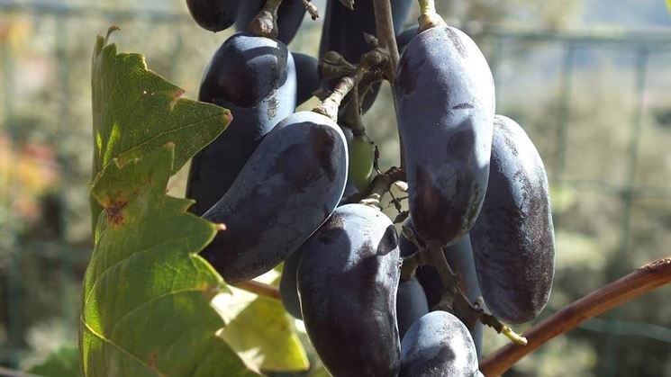 Acini di uva pizzutella nera