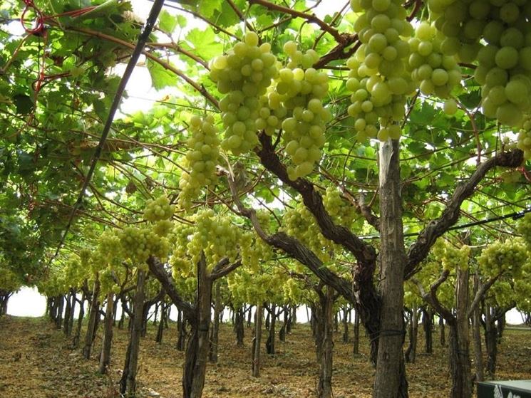 Vigna di uva Regina bianca