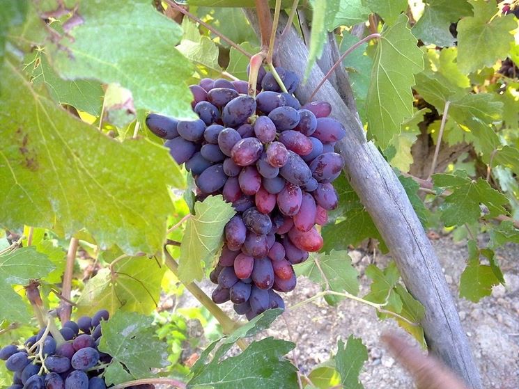 Grappolo di uva rossa con acini ovoidali