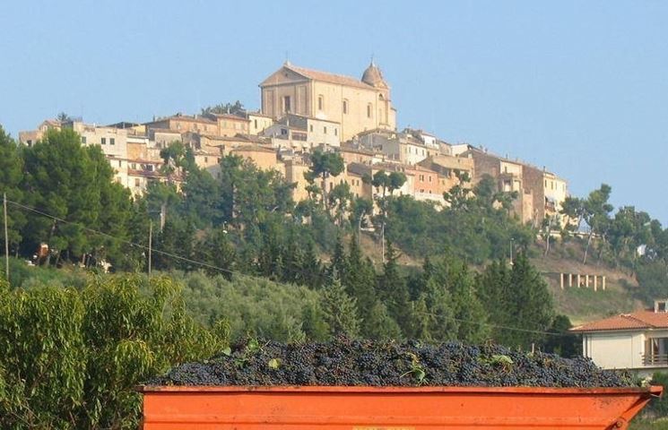 Grappoli appena vendemmiati a Montepulciano