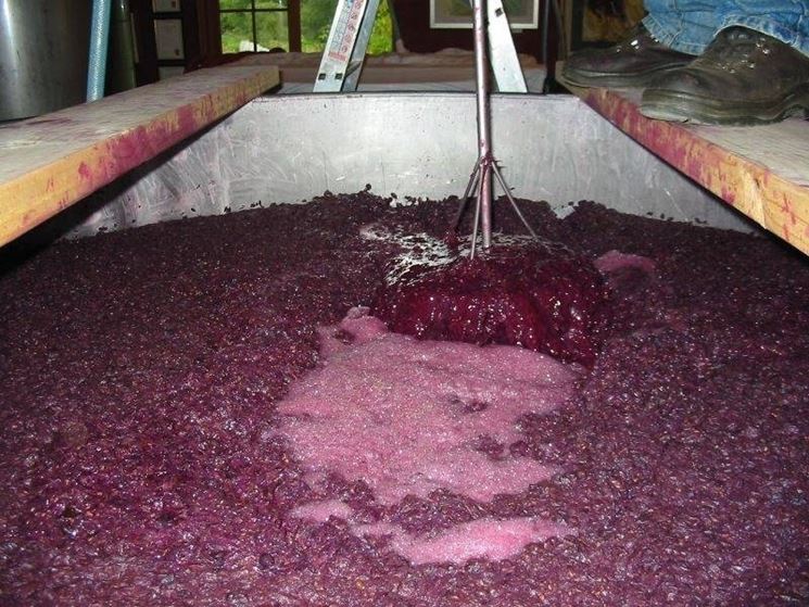 Mosto dell'uva da vino