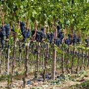 Grappoli d'uva nera su vigna a schieraFoto dal sito: https://consulenzaenologica.wordpress.com/