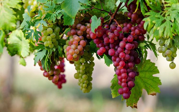 Grappoli di uva nera ''Merlot''Foto dal sito: Wikipedia