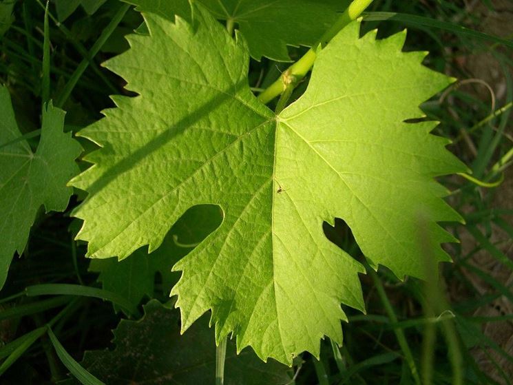 Foglia di una pianta di vite