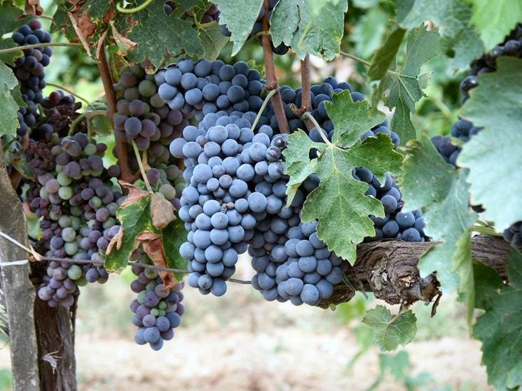 Grappoli di Sangiovese a Montalcino